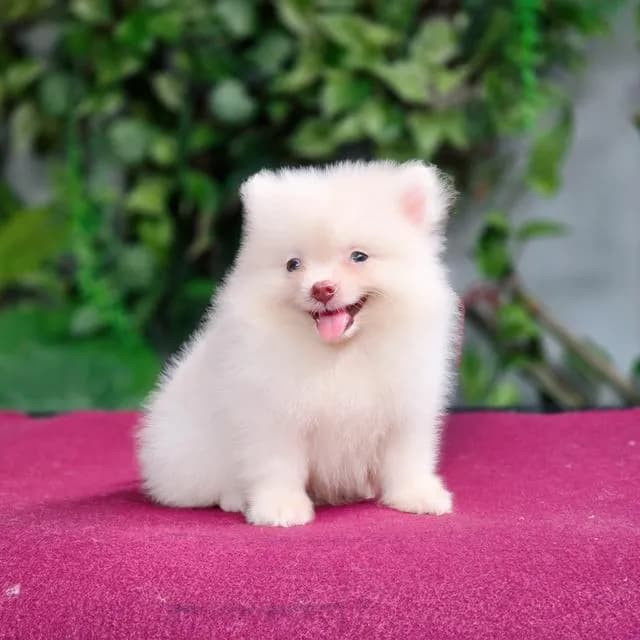 Pomeranianเพศผู้สีขาวครีมวัคซ่นแล้วพร้อมย้ายบ้านมีส่งเก็บปลายทาง