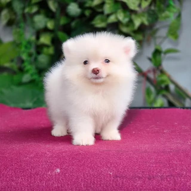 Pomeranianเพศผู้สีขาวครีมวัคซ่นแล้วพร้อมย้ายบ้านมีส่งเก็บปลายทาง
