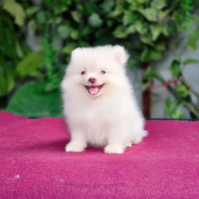 Pomeranianเพศผู้สีขาวครีมวัคซ่นแล้วพร้อมย้ายบ้านมีส่งเก็บปลายทาง