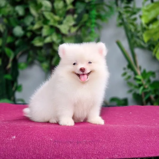Pomeranianเพศผู้สีขาวครีมวัคซ่นแล้วพร้อมย้ายบ้านมีส่งเก็บปลายทาง