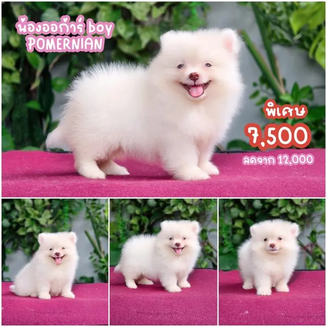 Pomeranianเพศผู้สีขาวครีมวัคซ่นแล้วพร้อมย้ายบ้านมีส่งเก็บปลายทาง