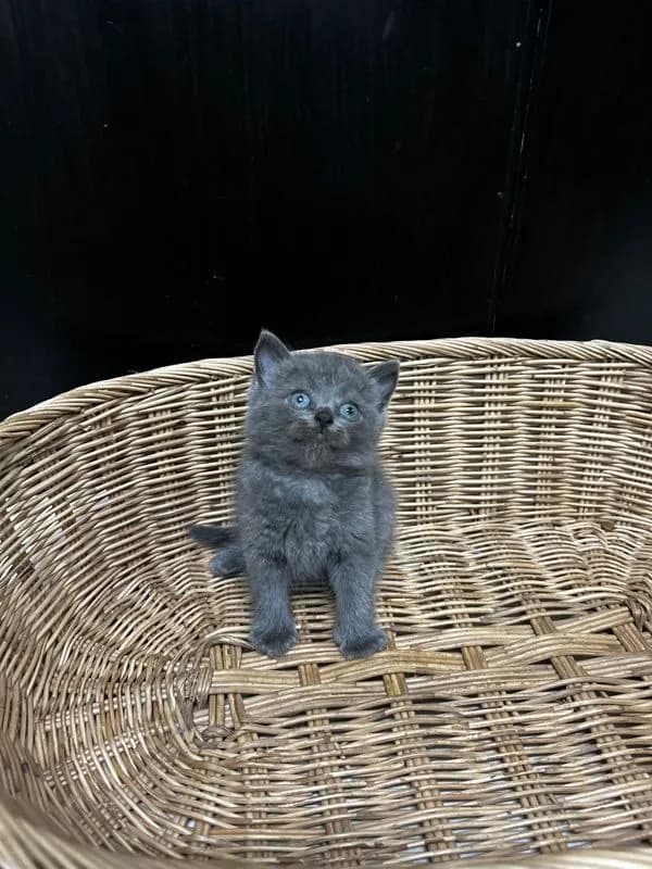 น้องใหม่ไฟแรงค้าบ Scottish fold💯💯