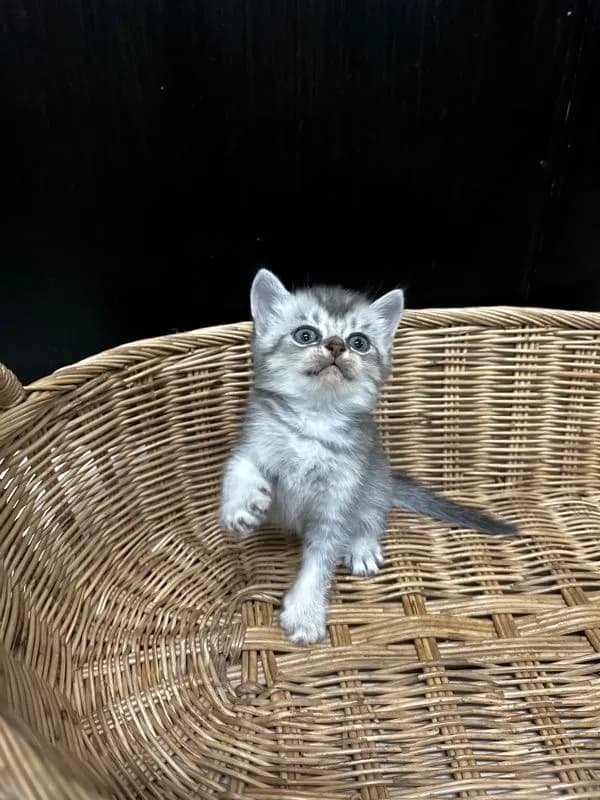 น้องใหม่ไฟแรงค้าบ Scottish fold💯💯