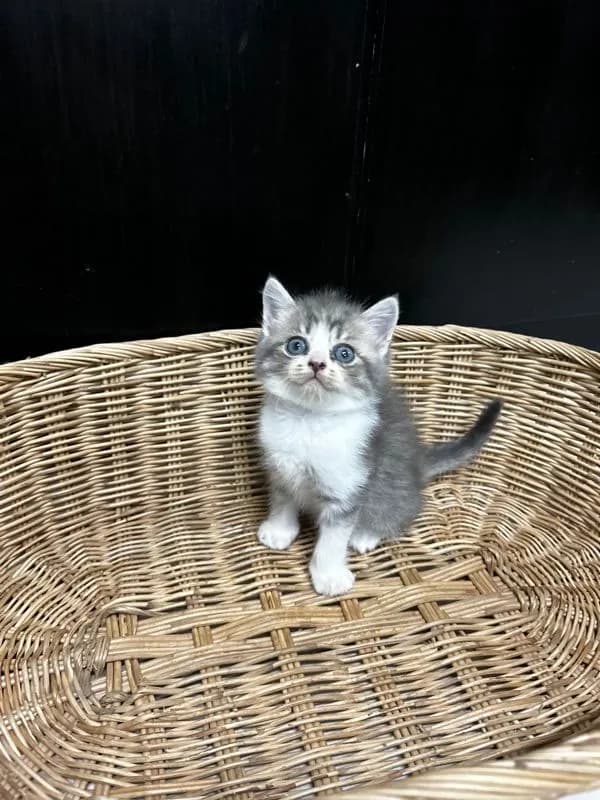 น้องใหม่ไฟแรงค้าบ Scottish fold💯💯