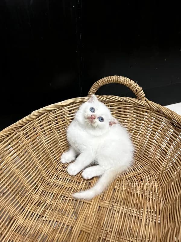 น้องใหม่ไฟแรงค้าบ Scottish fold💯💯