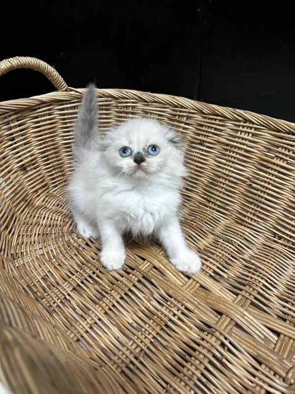 น้องใหม่ไฟแรงค้าบ Scottish fold💯💯