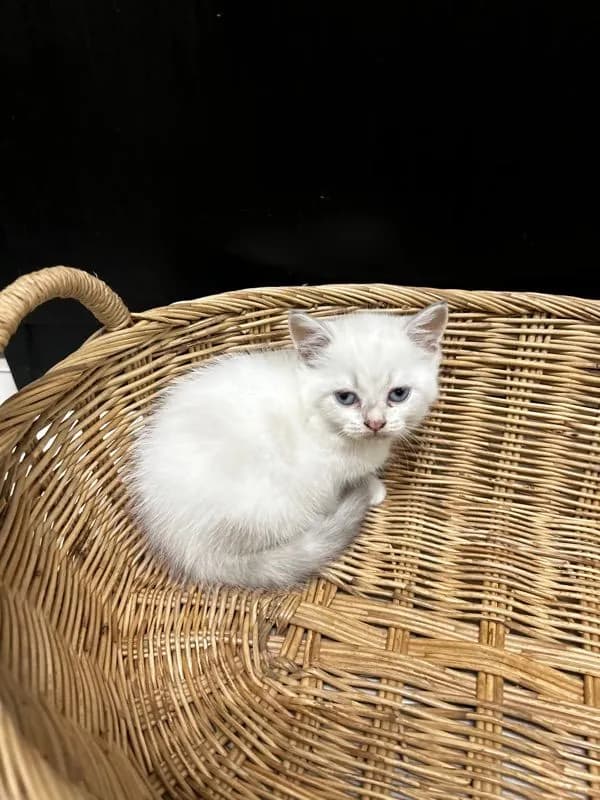 น้องใหม่ไฟแรงค้าบ Scottish fold💯💯