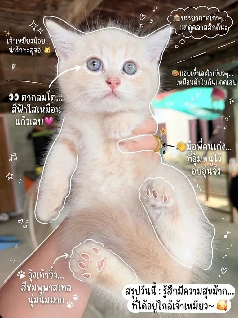 ลูกแมว