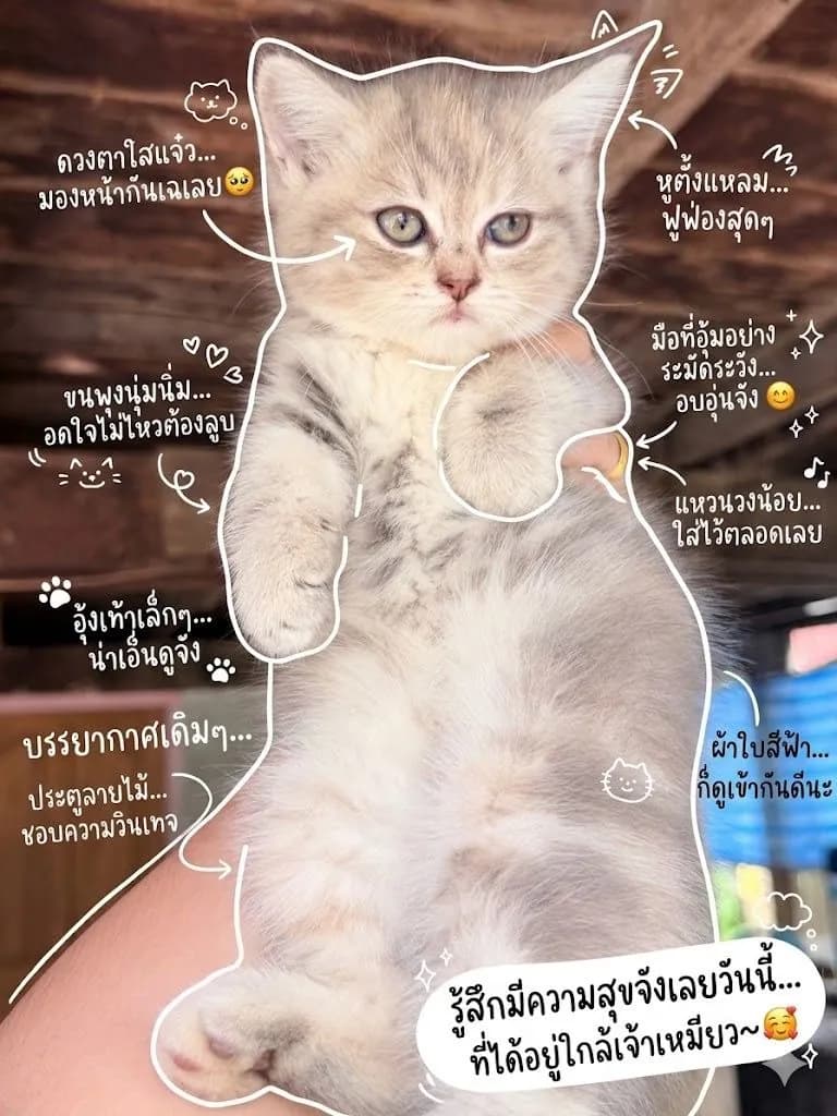 ลูกแมว
