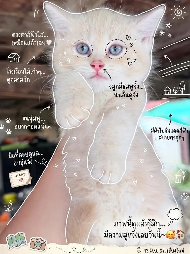 ลูกแมว