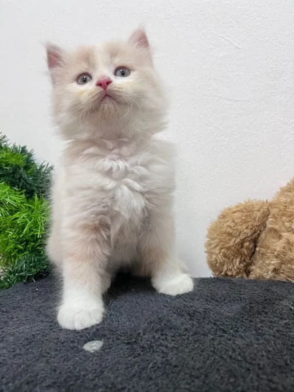 น้องเปอร์เซียสีครีม