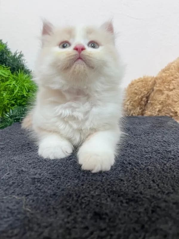 น้องเปอร์เซียสีครีม