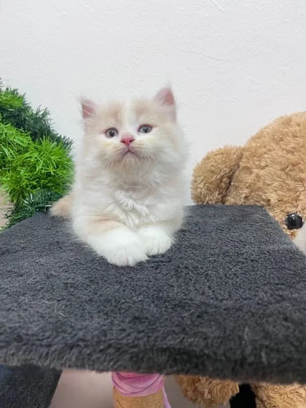 น้องเปอร์เซียสีครีม
