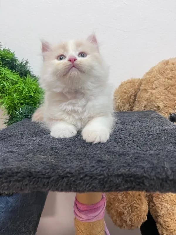 น้องเปอร์เซียสีครีม