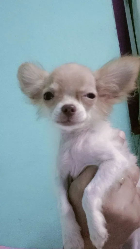 ชิวาว่าผสมปอม