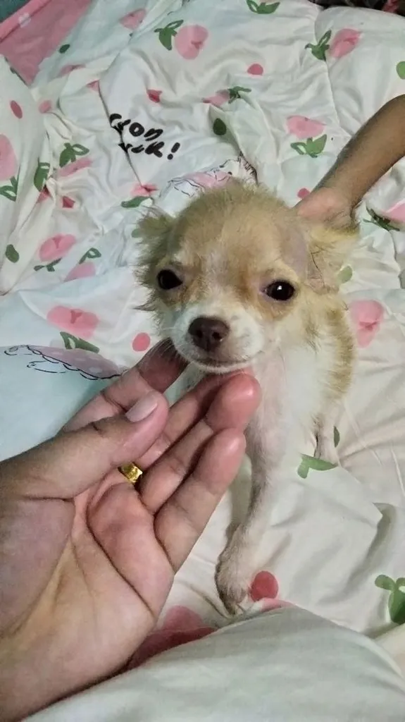 ชิวาว่าผสมปอม