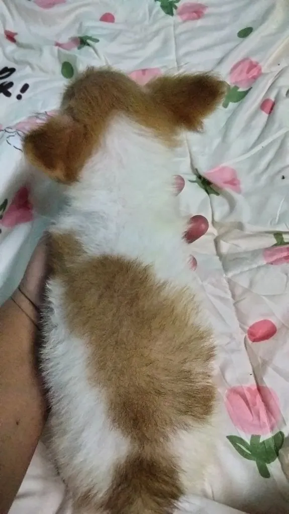 ชิวาว่าผสมปอม