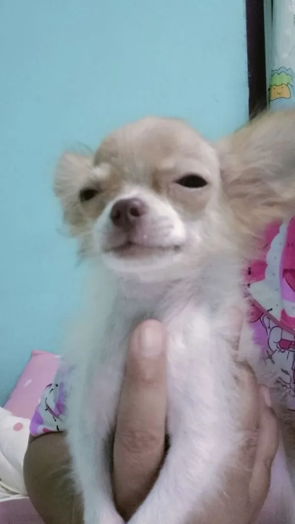 ชิวาว่าผสมปอม