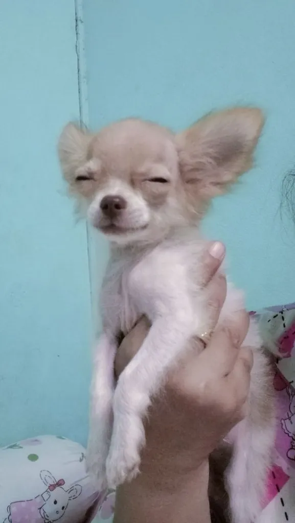 ชิวาว่าผสมปอม
