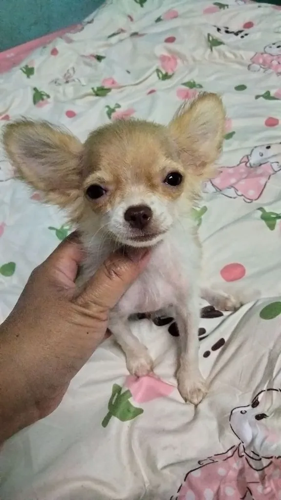 ชิวาว่าผสมปอม
