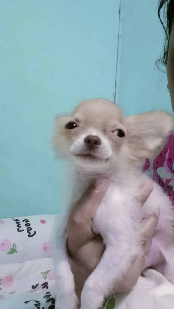 ชิวาว่าผสมปอม