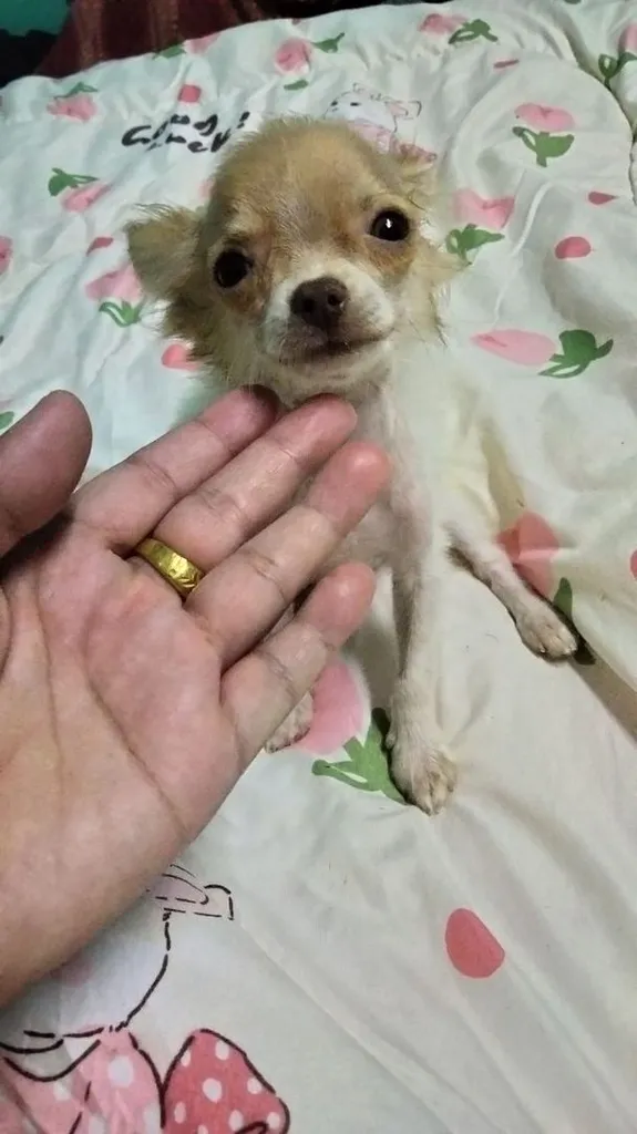 ชิวาว่าผสมปอม