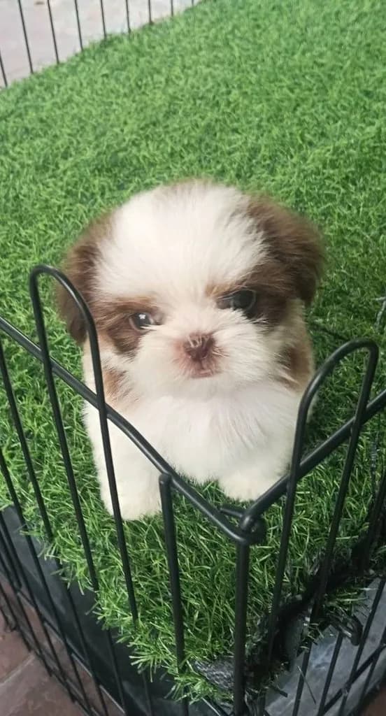 ชิสุแท้จมูกตับ