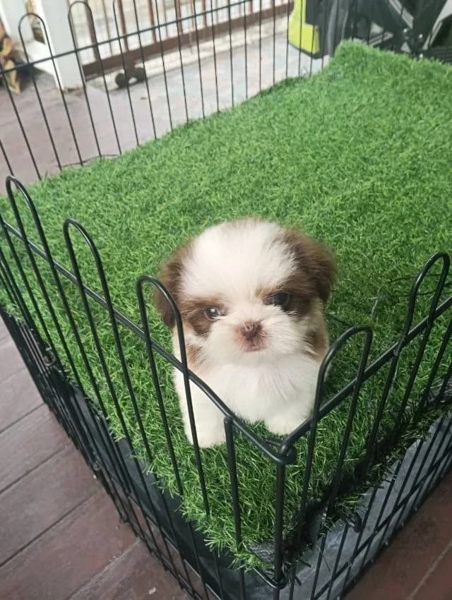 ชิสุแท้จมูกตับ