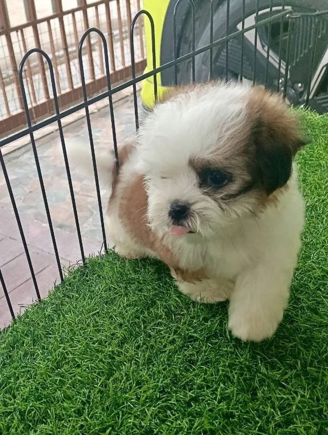 ชิสุแท้จมูกตับ