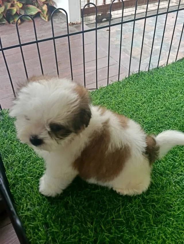 ชิสุแท้จมูกตับ