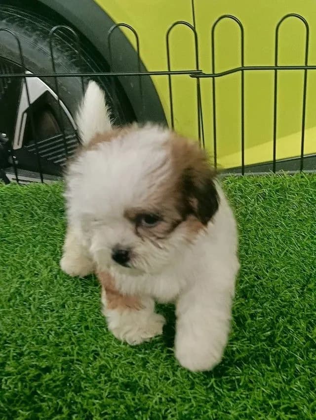 ชิสุแท้จมูกตับ
