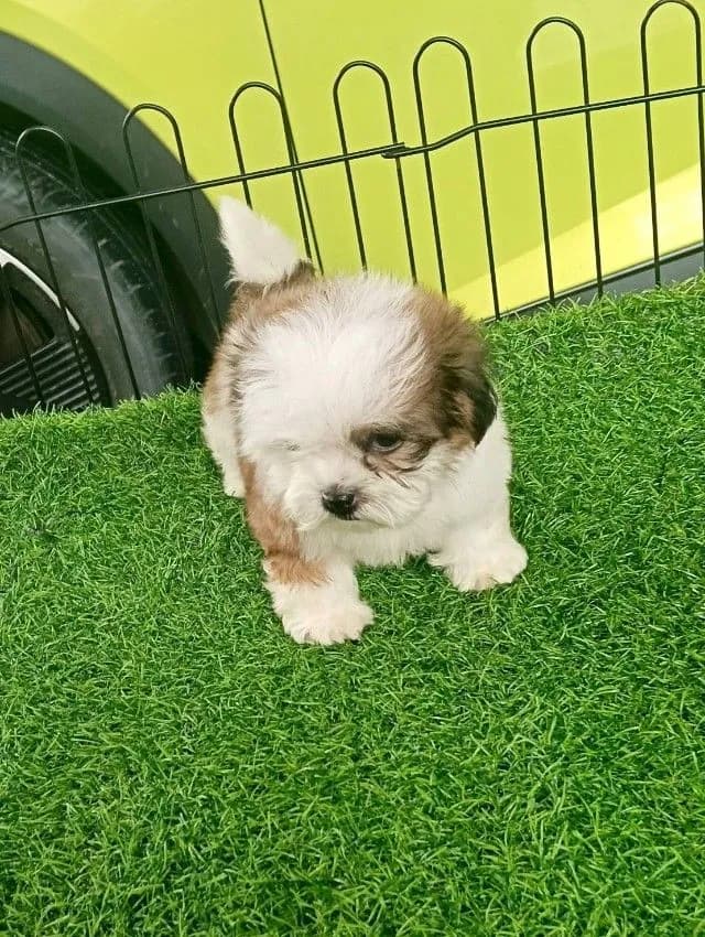 ชิสุแท้จมูกตับ