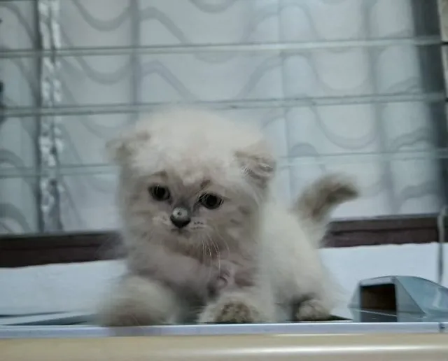 หาบ้านให้น้องแมวหิมาลายันขนนุ่มแน่นพ้อยท์เข้มสวยๆ