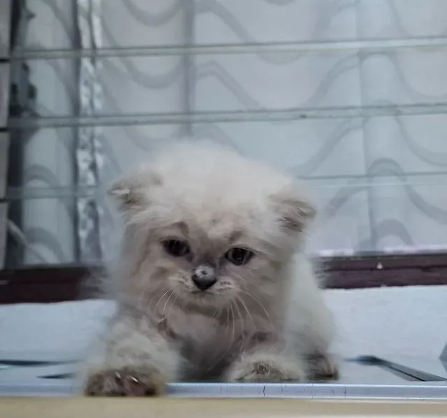 หาบ้านให้น้องแมวหิมาลายันขนนุ่มแน่นพ้อยท์เข้มสวยๆ