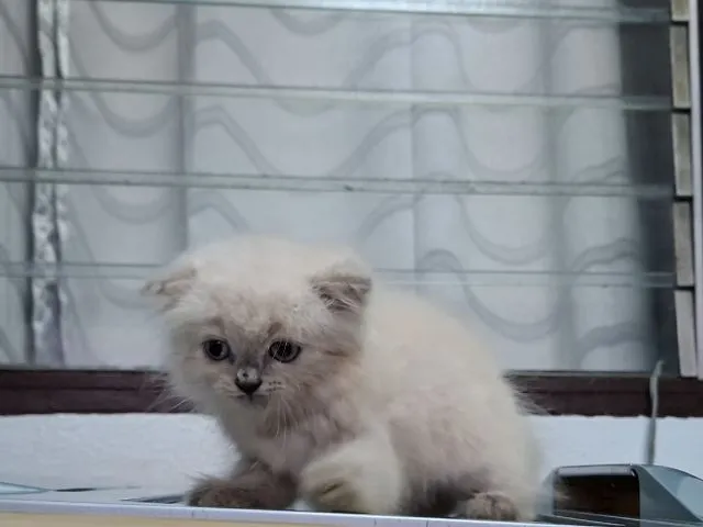 หาบ้านให้น้องแมวหิมาลายันขนนุ่มแน่นพ้อยท์เข้มสวยๆ