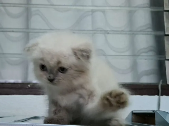 หาบ้านให้น้องแมวหิมาลายันขนนุ่มแน่นพ้อยท์เข้มสวยๆ