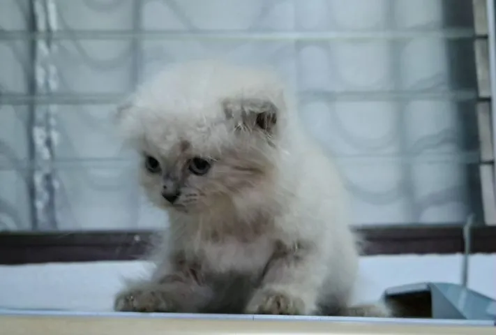 หาบ้านให้น้องแมวหิมาลายันขนนุ่มแน่นพ้อยท์เข้มสวยๆ