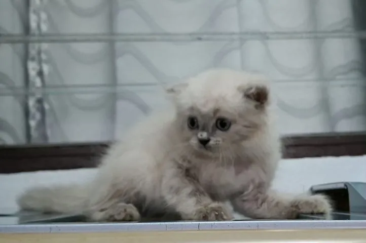 หาบ้านให้น้องแมวหิมาลายันขนนุ่มแน่นพ้อยท์เข้มสวยๆ