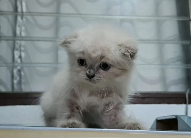 หาบ้านให้น้องแมวหิมาลายันขนนุ่มแน่นพ้อยท์เข้มสวยๆ