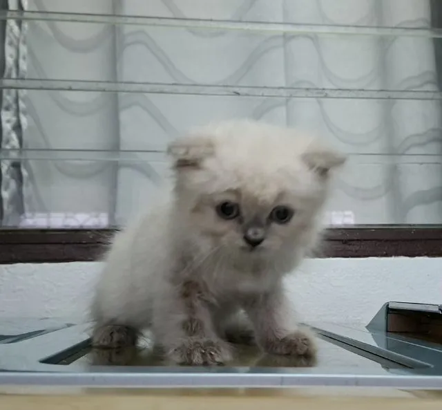 หาบ้านให้น้องแมวหิมาลายันขนนุ่มแน่นพ้อยท์เข้มสวยๆ