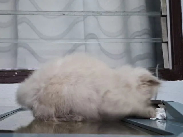 หาบ้านให้น้องแมวหิมาลายันขนนุ่มแน่นพ้อยท์เข้มสวยๆ