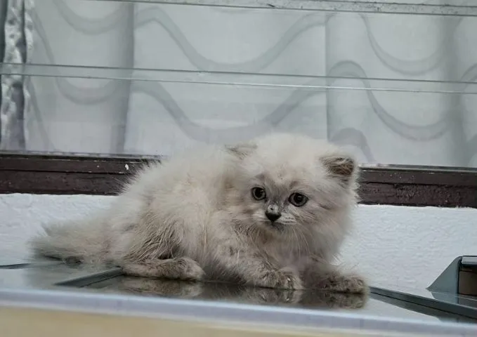 หาบ้านให้น้องแมวหิมาลายันขนนุ่มแน่นพ้อยท์เข้มสวยๆ