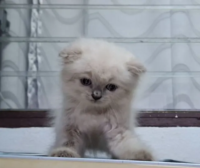 หาบ้านให้น้องแมวหิมาลายันขนนุ่มแน่นพ้อยท์เข้มสวยๆ