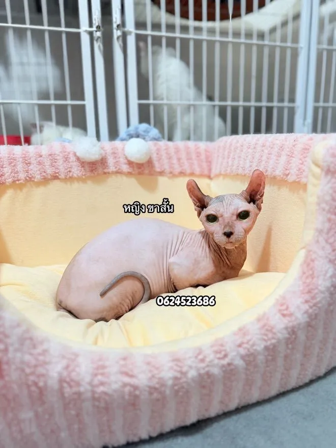 สฟิงซ์