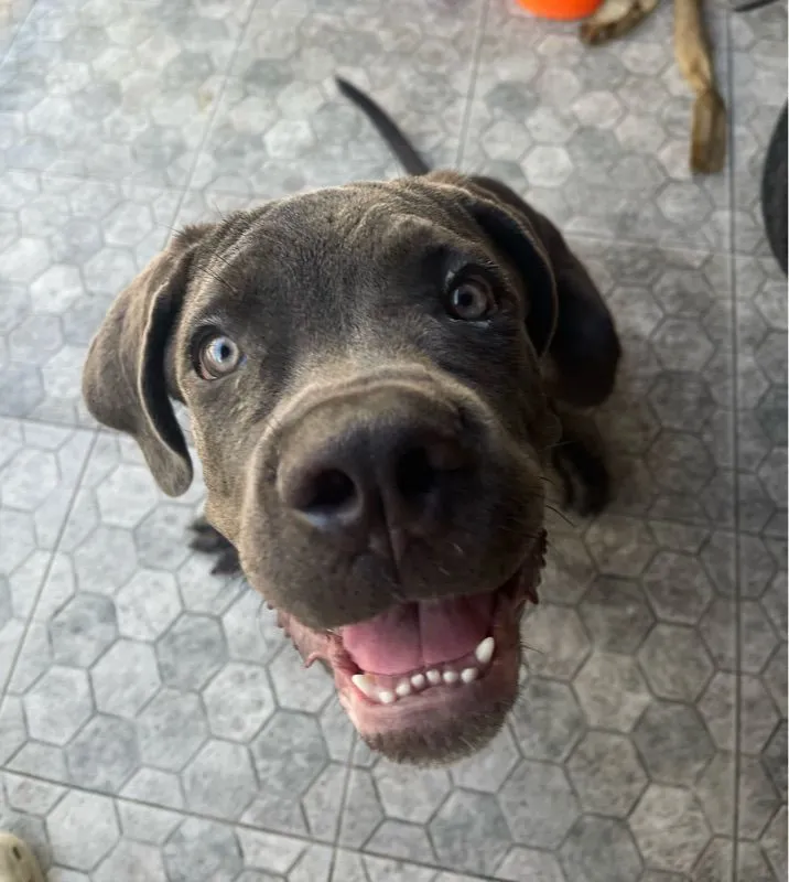 สุนัข Cane Corso