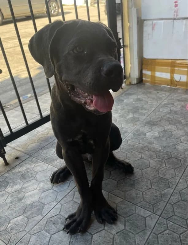 สุนัข Cane Corso
