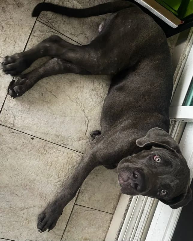 สุนัข Cane Corso