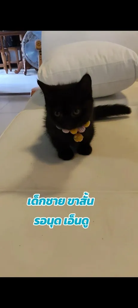 ขายแมวขาสั้น เพศผู้ อายุ2เดือนครึ่ง