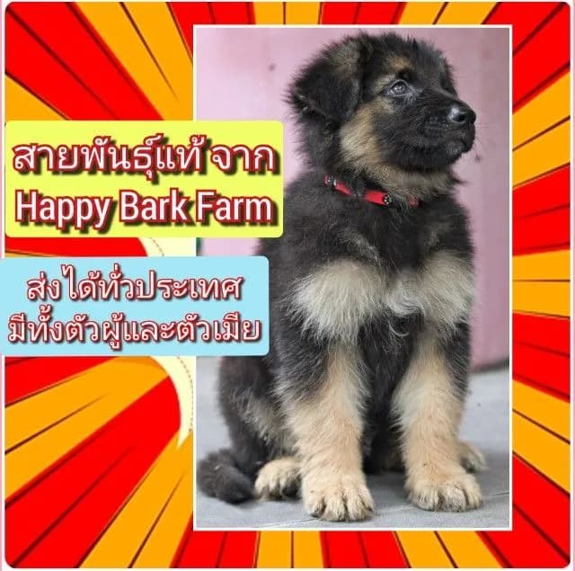 ลูกหมา ลูกสุนัข เยอรมันเชพเพิร์ด k9 สายพันธุ์แท้ จากฟาร์ม ส่งได้ทั่วประเทศ ผู้ เมีย