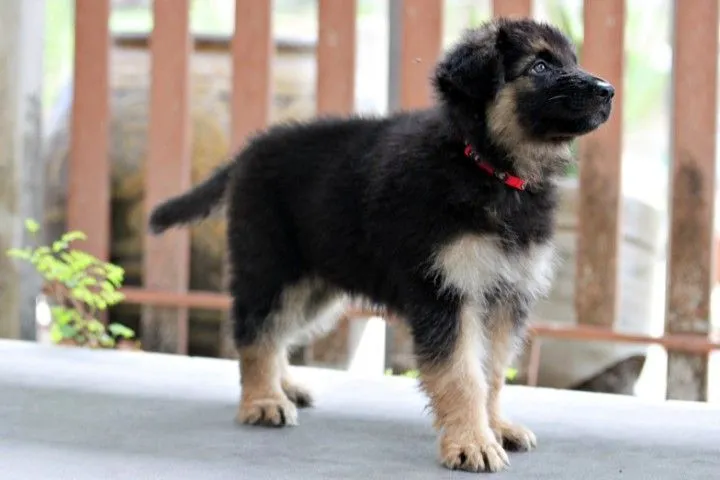 ลูกหมา ลูกสุนัข เยอรมันเชพเพิร์ด k9 สายพันธุ์แท้ จากฟาร์ม ส่งได้ทั่วประเทศ ผู้ เมีย